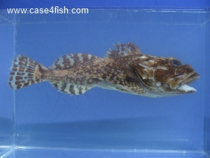 Foto Galerie/Perciformes/Cottoidei/Myoxocephalus scorpius/Myoxocephalus scorpius_03_S.jpg